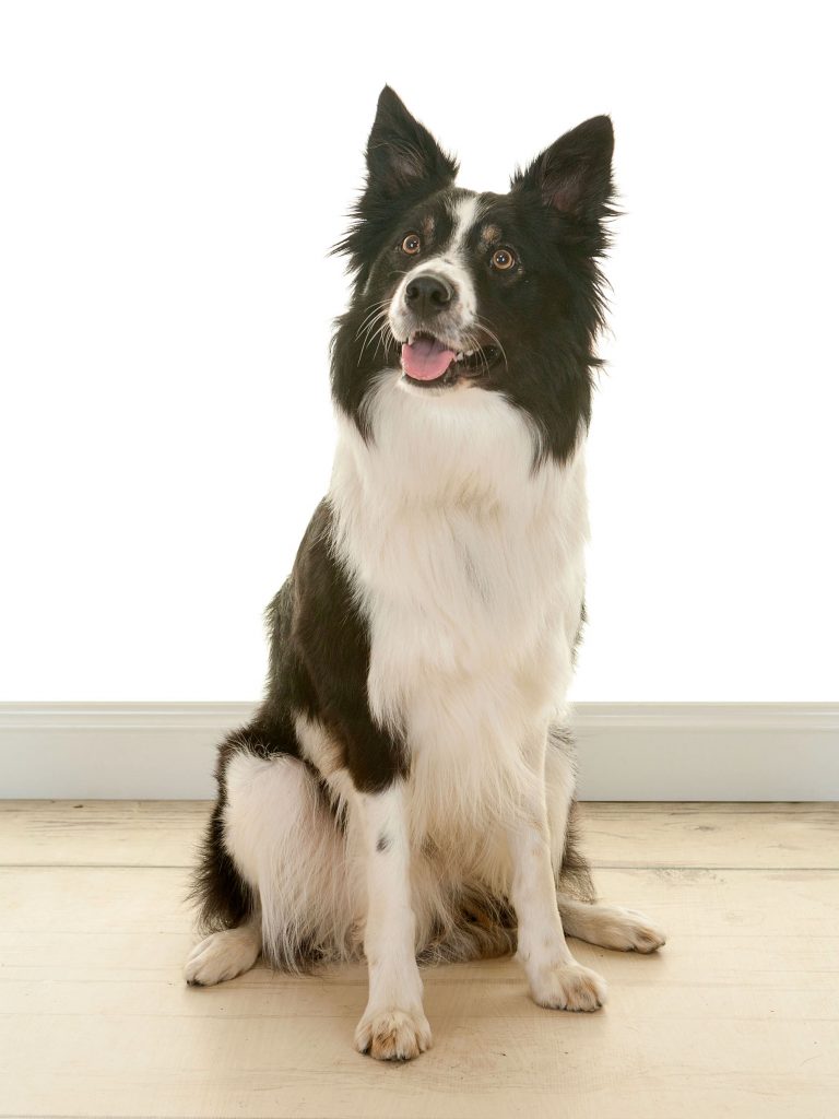 black and white collie dog