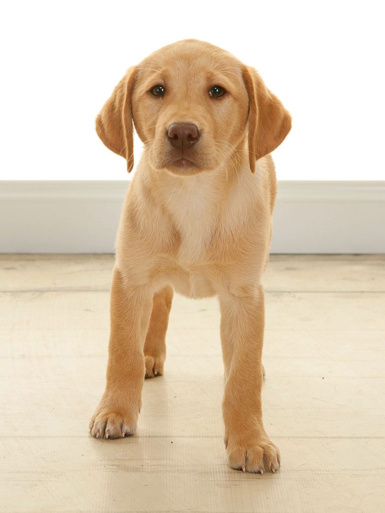 labrador puppy