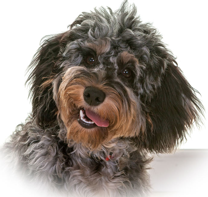 Cockapoo 2024 north east