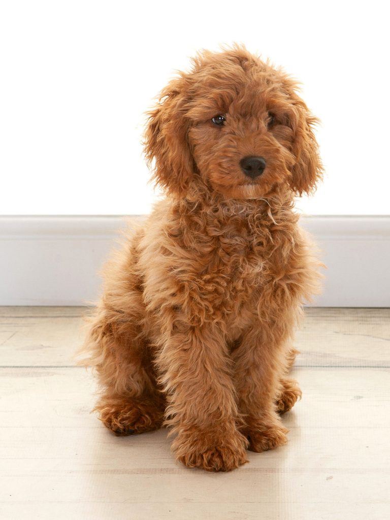 fluffy brown puppy