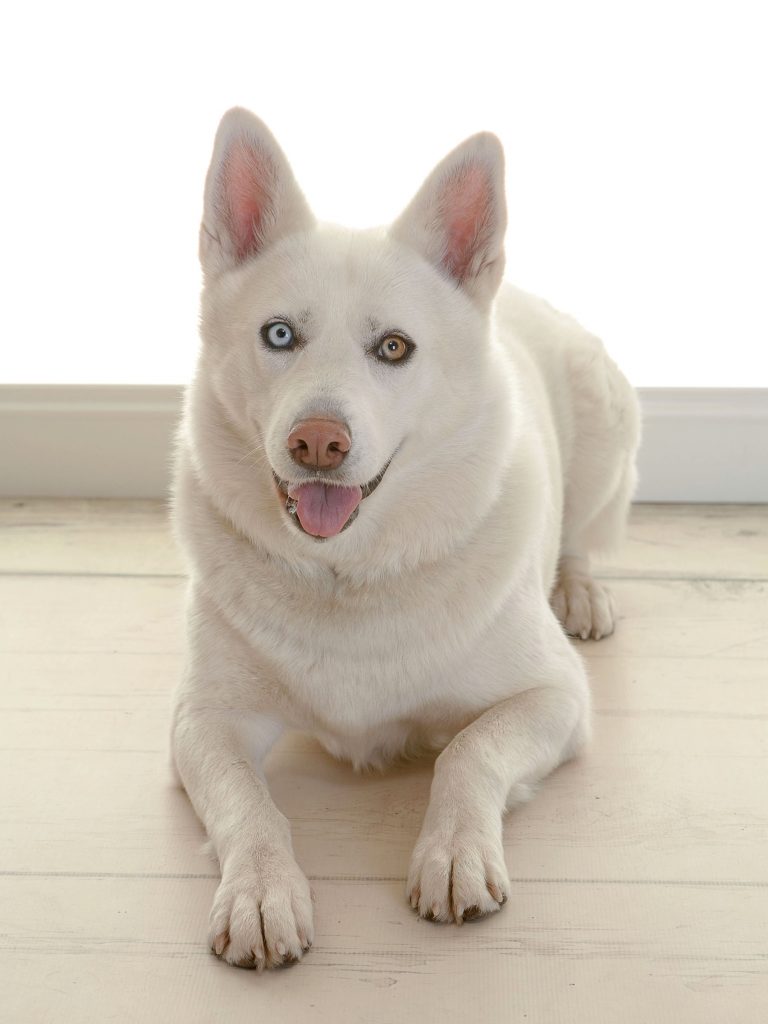 blue and brown eyed white rare husky