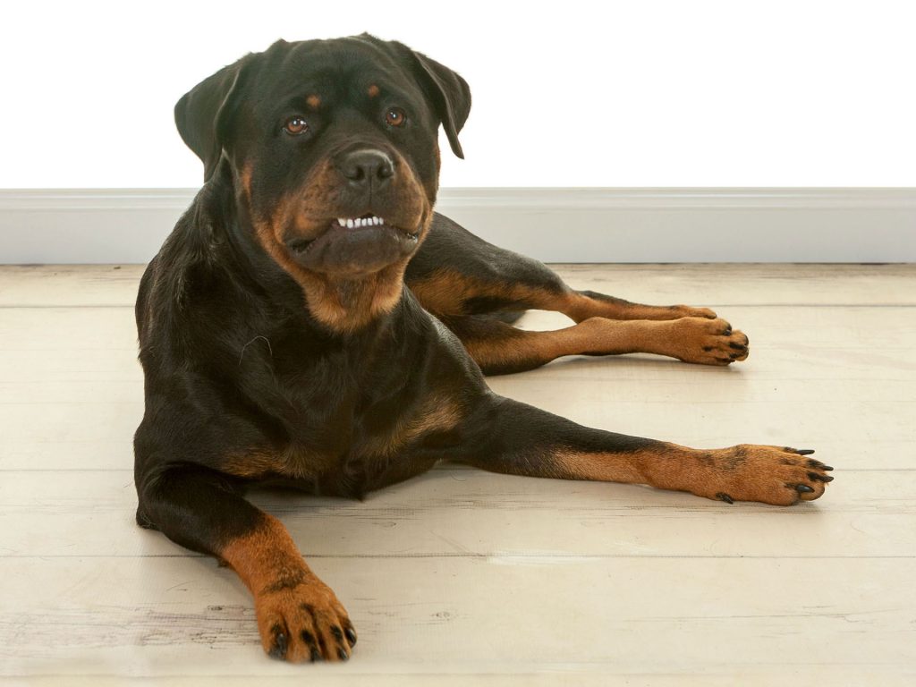 cheeky looking rottweiler lounging on the floor