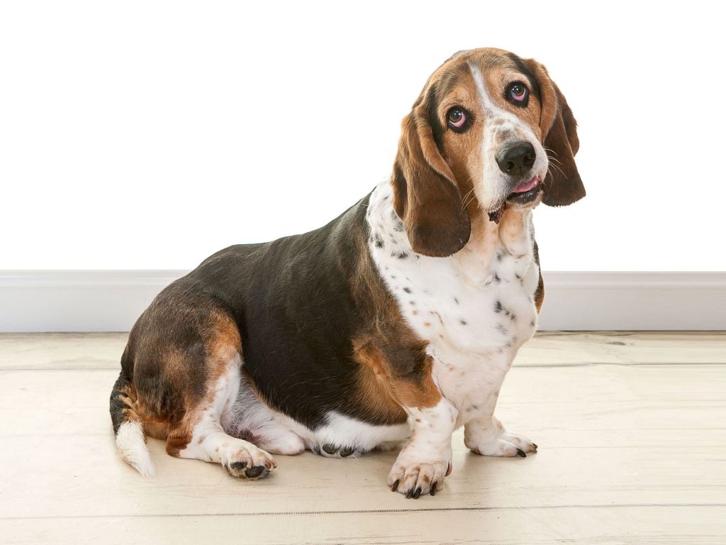 basset hound with long dangly ears