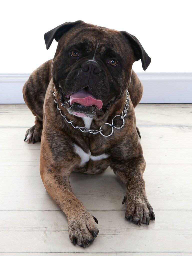 Bull Mastiff sticking his tongue out