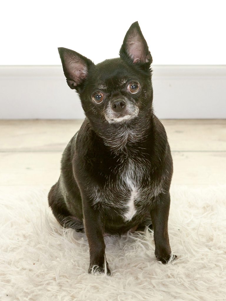 little old chihuahua