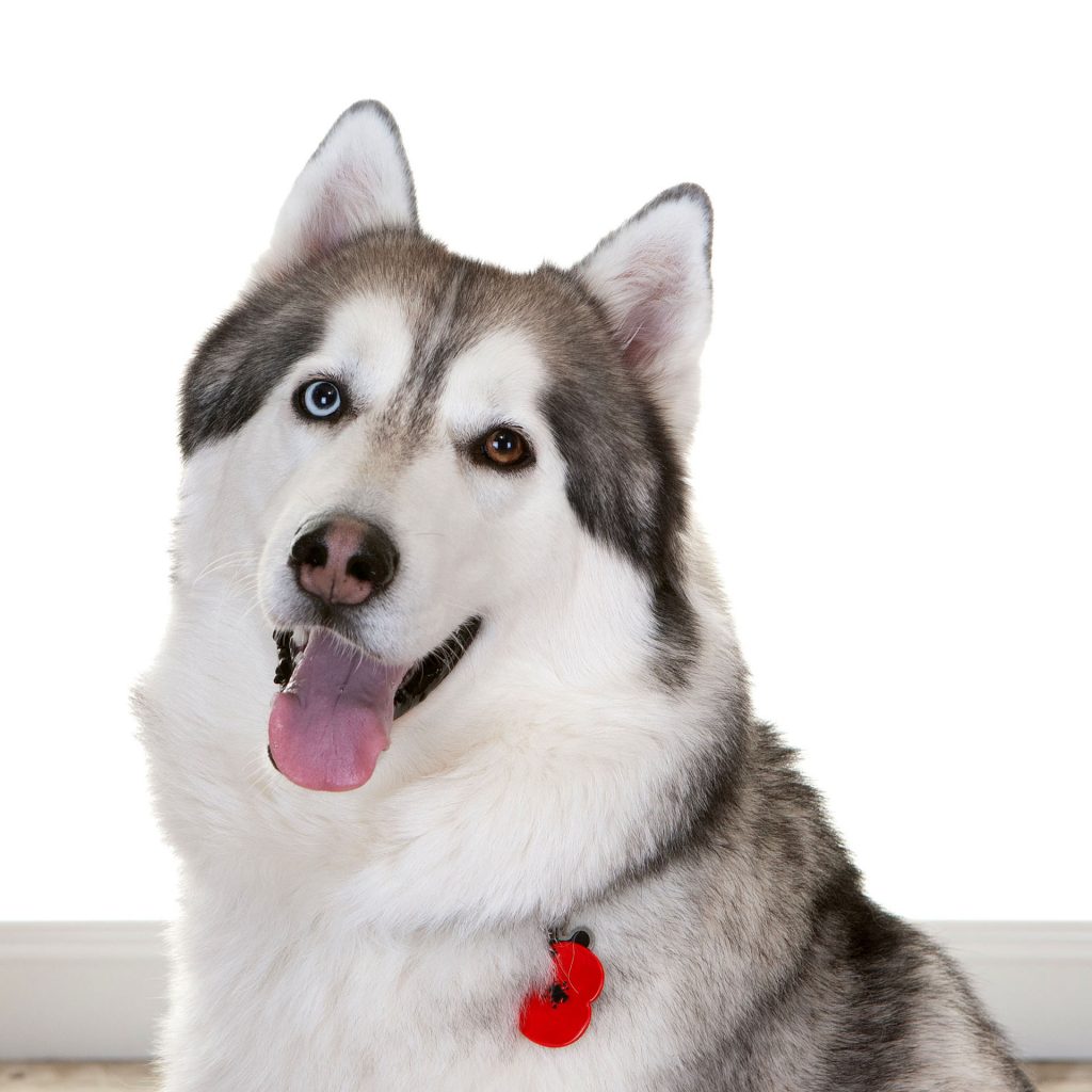 husky dog with blue eye and a brown eye