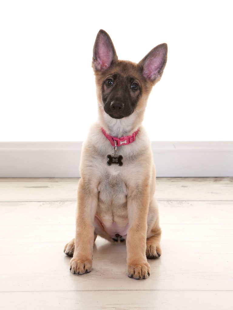 German shepherd puppy looks directly into the camera