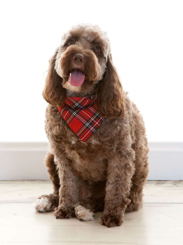 cute fluffy dog wearing a bandana