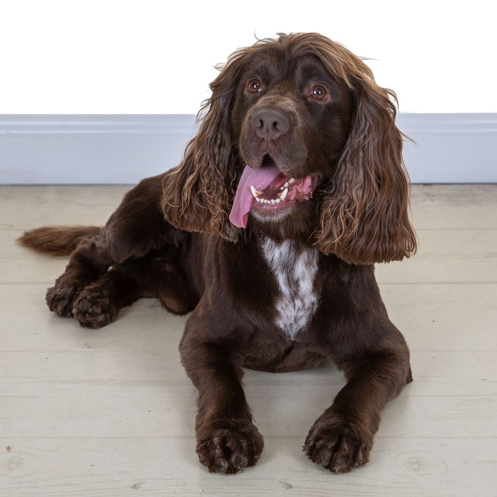 Gallery 2025 2 Alamein Gibson