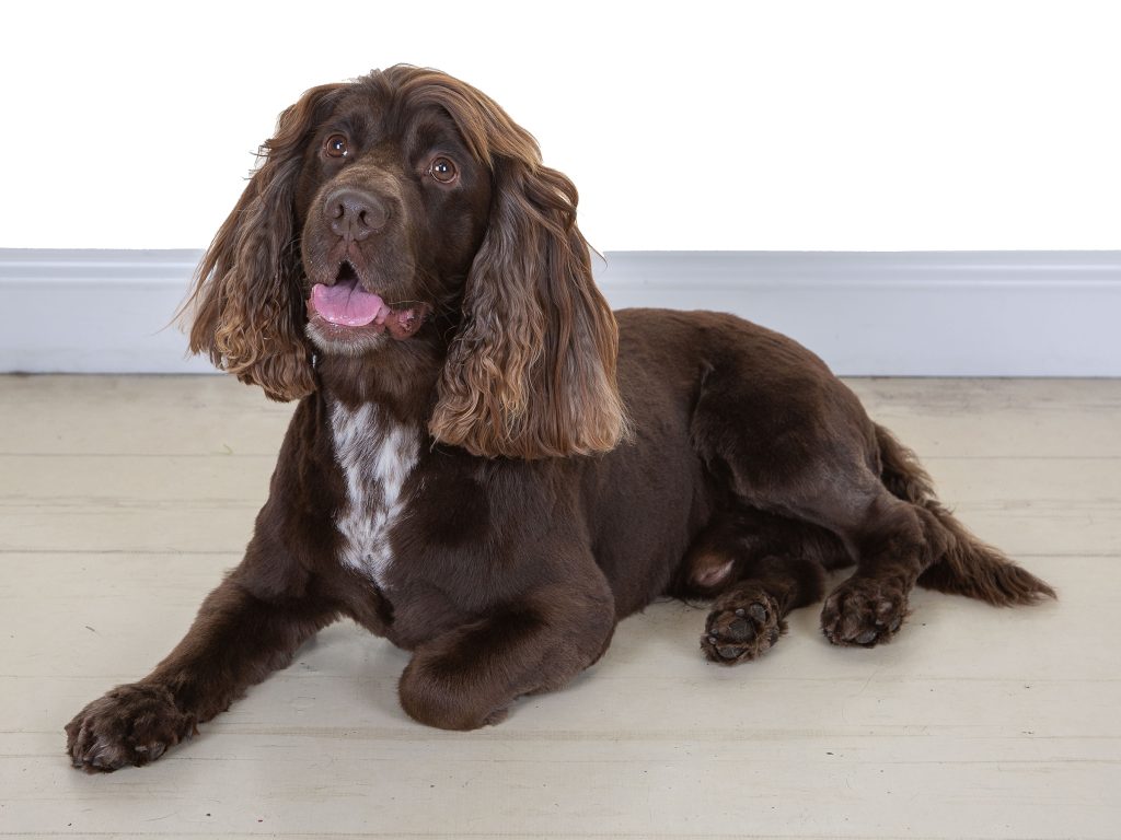 Gallery 2025 3 Alamein Gibson