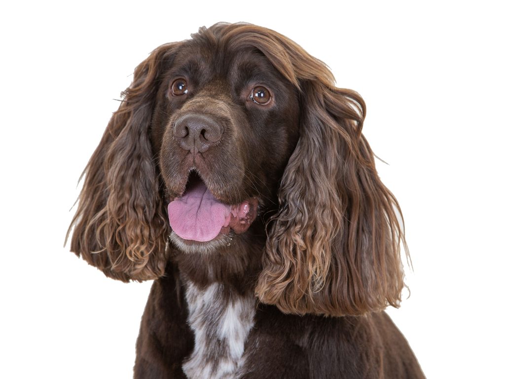 Gallery 2025 4 Alamein Gibson