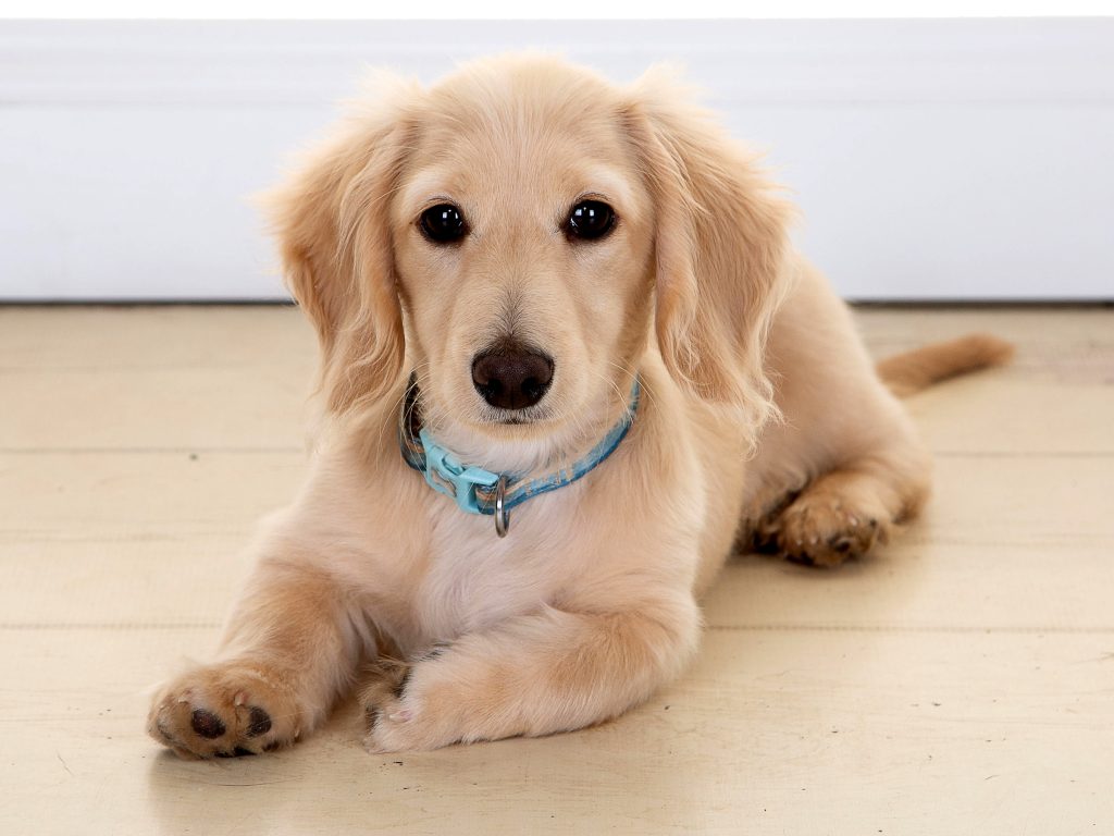 Gallery 2025 26 Biscuit Tait