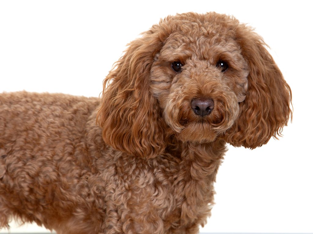 Gallery 2025 34 Chewy Appleby