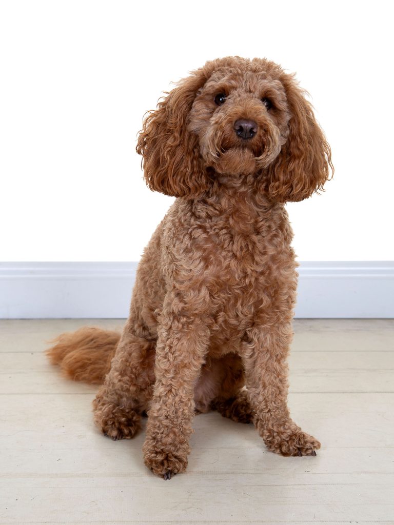 Gallery 2025 35 Chewy Apppleby