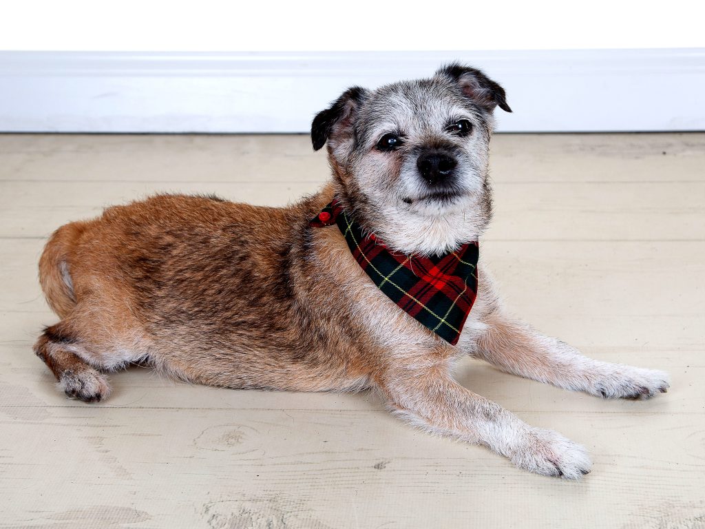 Gallery 2025 36 Dappy McCardle