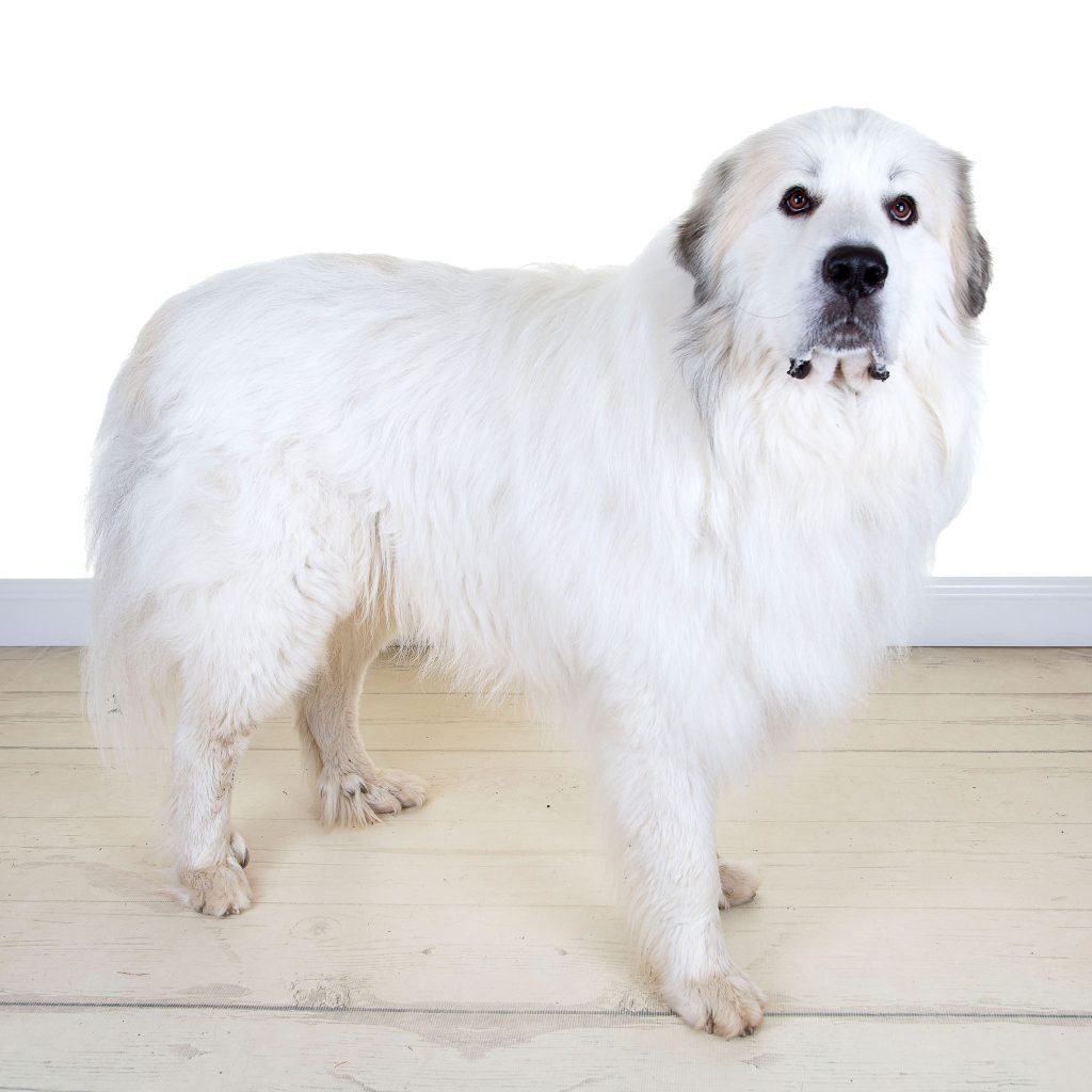 Gallery 2025 70 Heimdall Johnstone