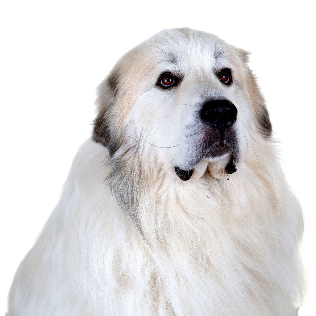 Gallery 2025 69 Heimdall Johnstone