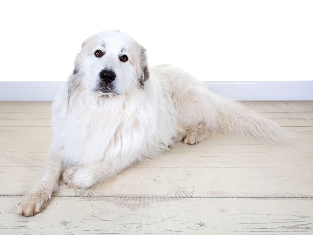 Gallery 2025 71 Heimdall Johnstone