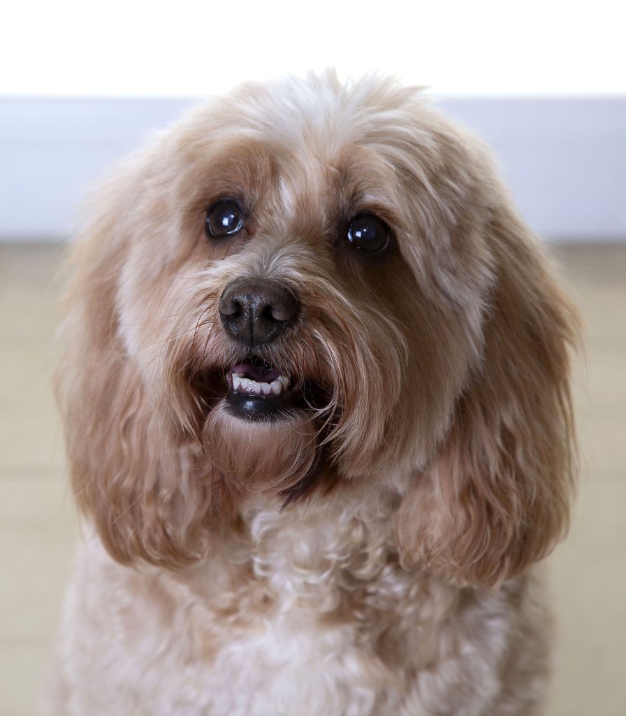 Gallery 2025 80 Honey Riley