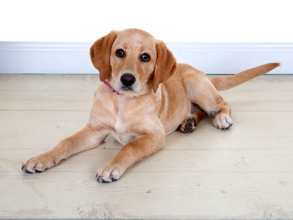 Gallery 2025 81 Honey Taylor