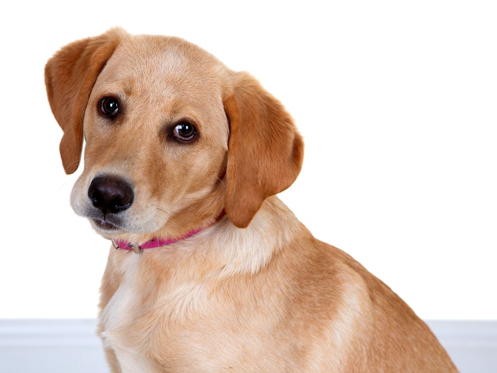 Gallery 2025 82 Honey Taylor