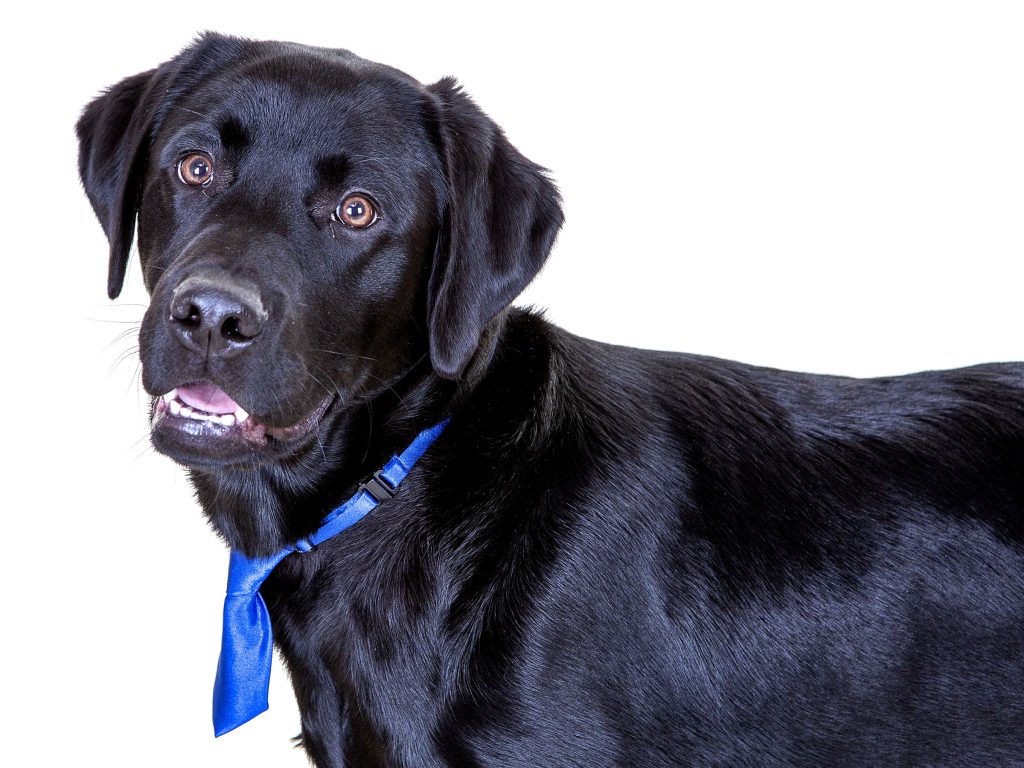 Gallery 2025 96 Loki Hind