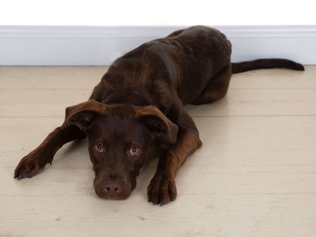 Gallery 2025 98 Loki Langley