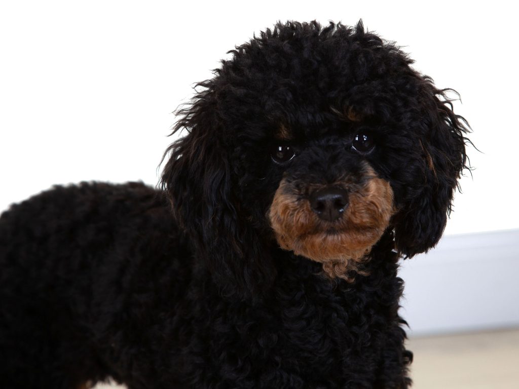 Gallery 2025 90 Lotus Pitt