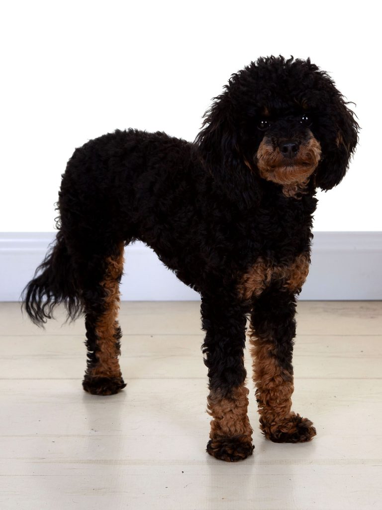 Gallery 2025 101 Lotus Pitt