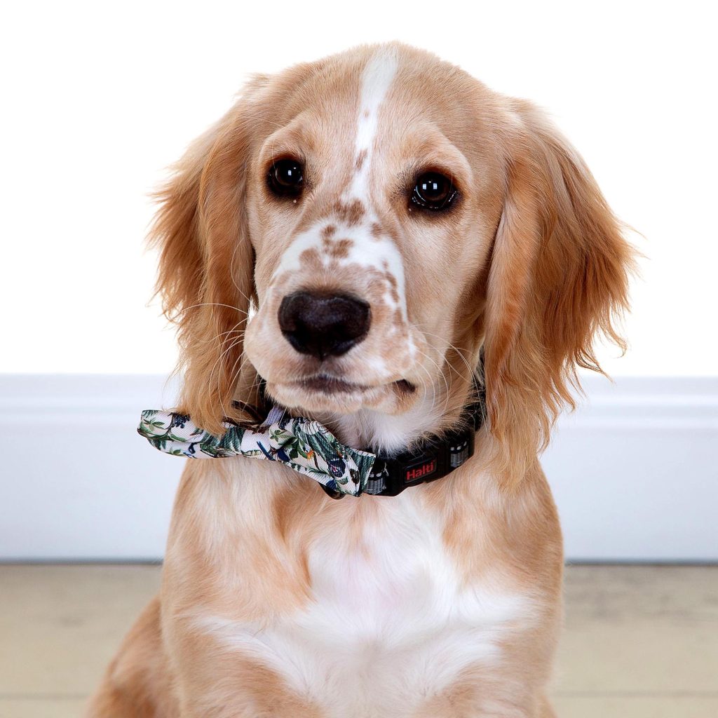 Gallery 2025 110 Maverick Simpson