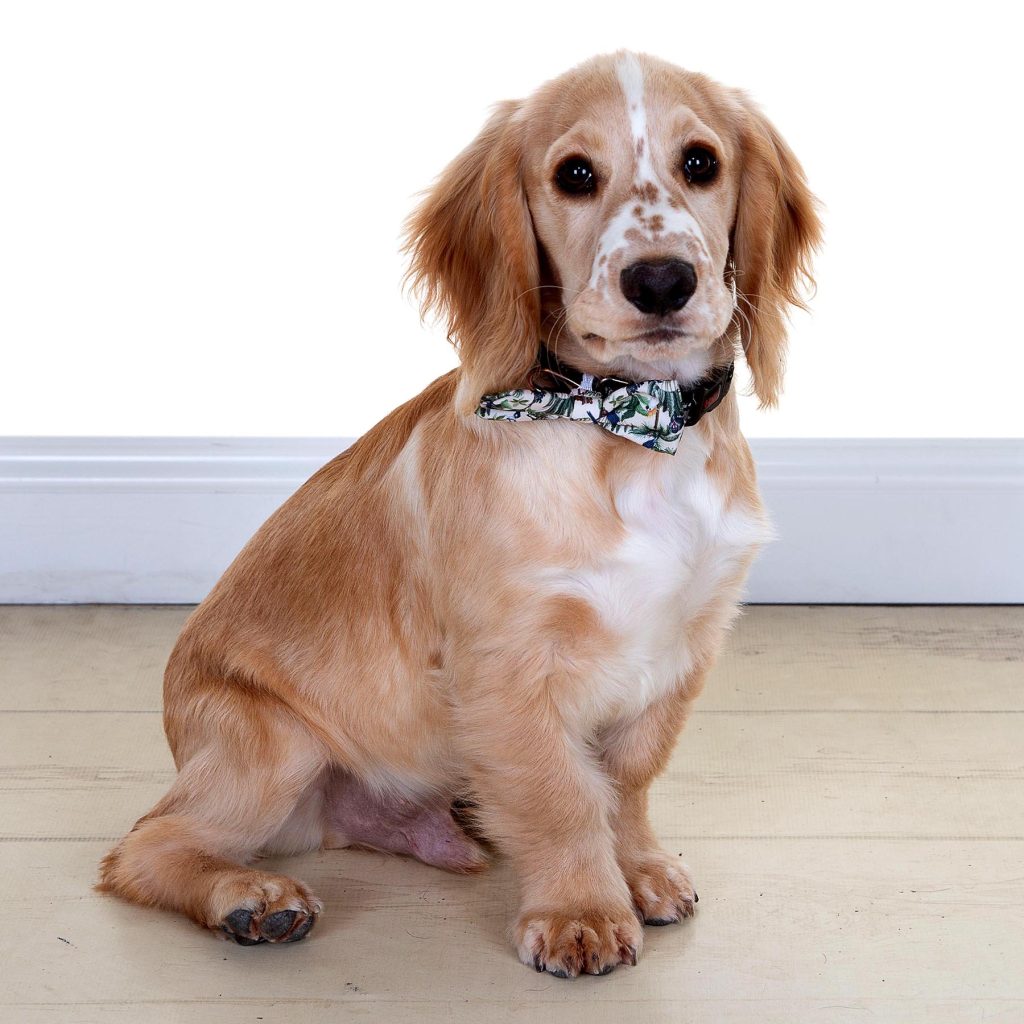 Gallery 2025 111 Maverick Simpson