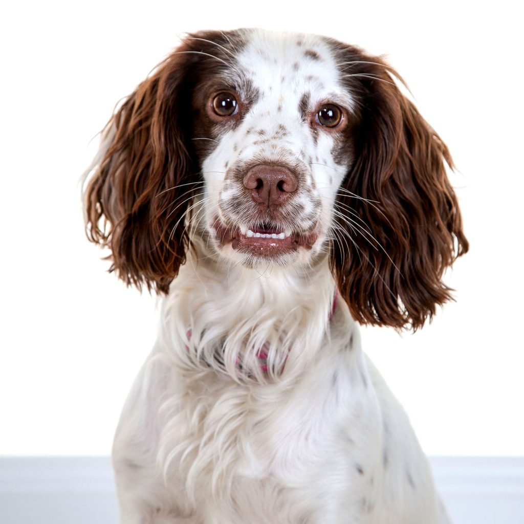 Gallery 2025 112 Meadow Rose