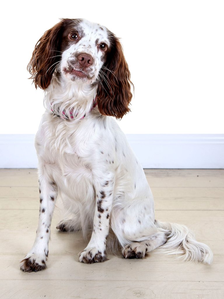 Gallery 2025 113 Meadow Rose