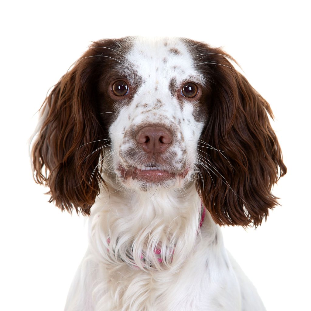 Gallery 2025 114 Meadow Rose