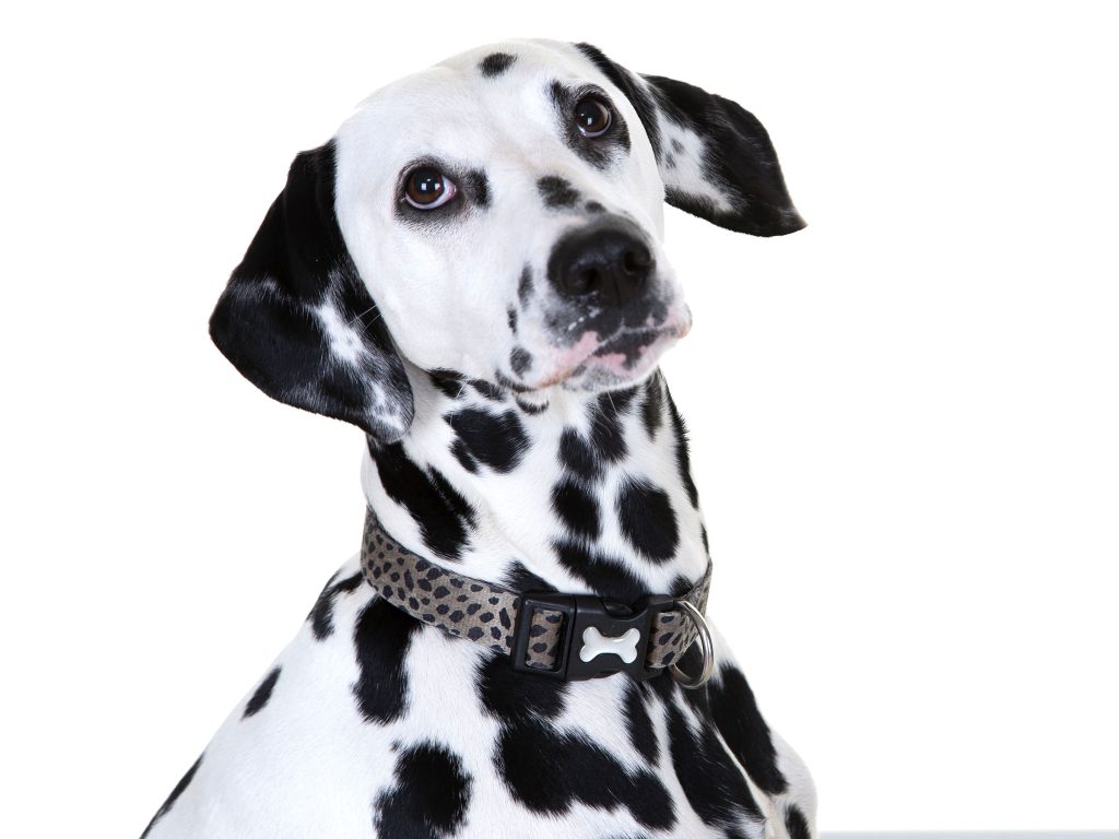 Gallery 2025 133 Pebbles Allan