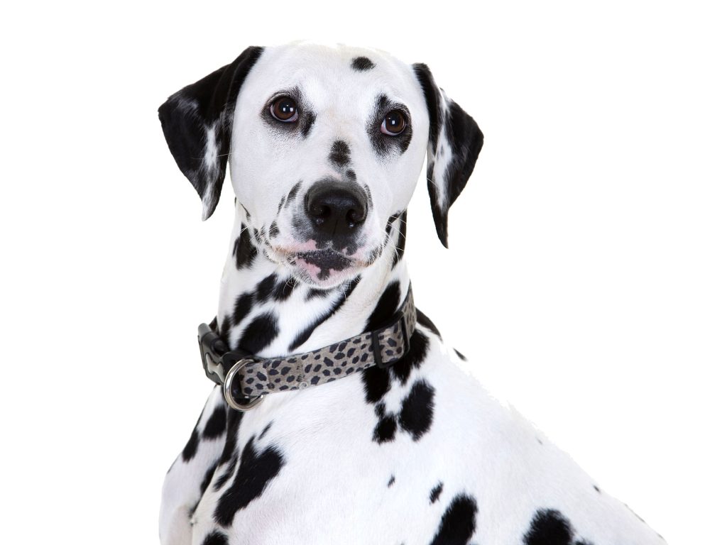 Gallery 2025 134 Pebbles Allan