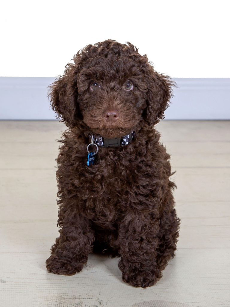 Gallery 2025 146 Rolo New