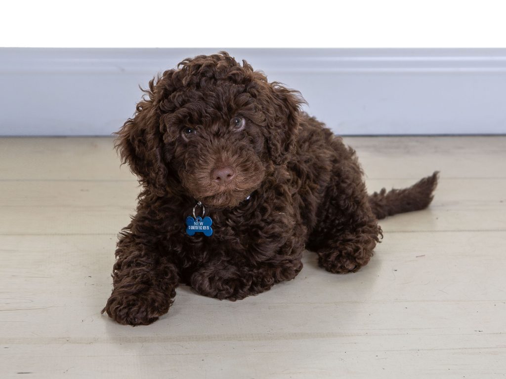 Gallery 2025 147 Rolo New