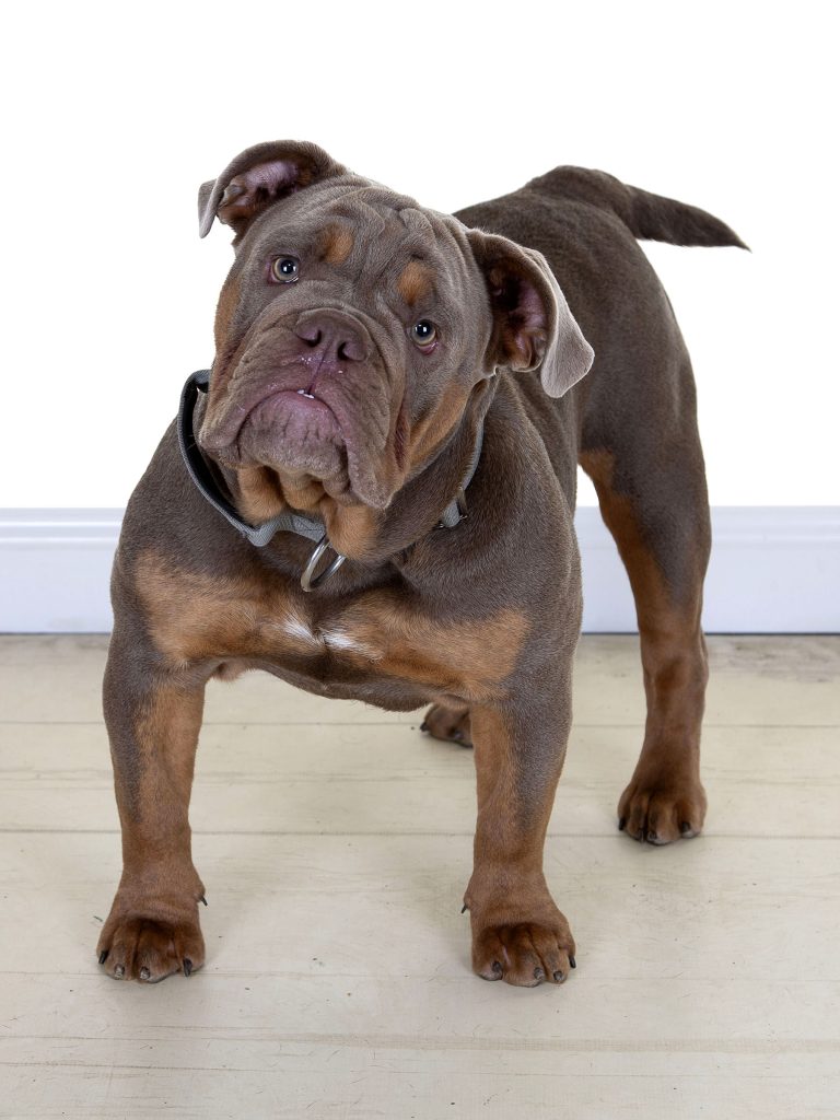 Gallery 2025 167 Ziggy crowl (1)