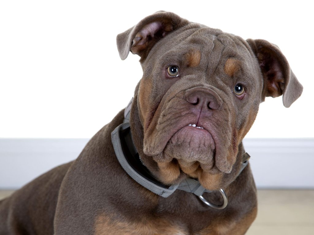 Gallery 2025 168 Ziggy crowl (2)