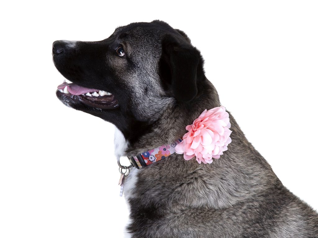 Gallery 2025 45 Doris Blakeston