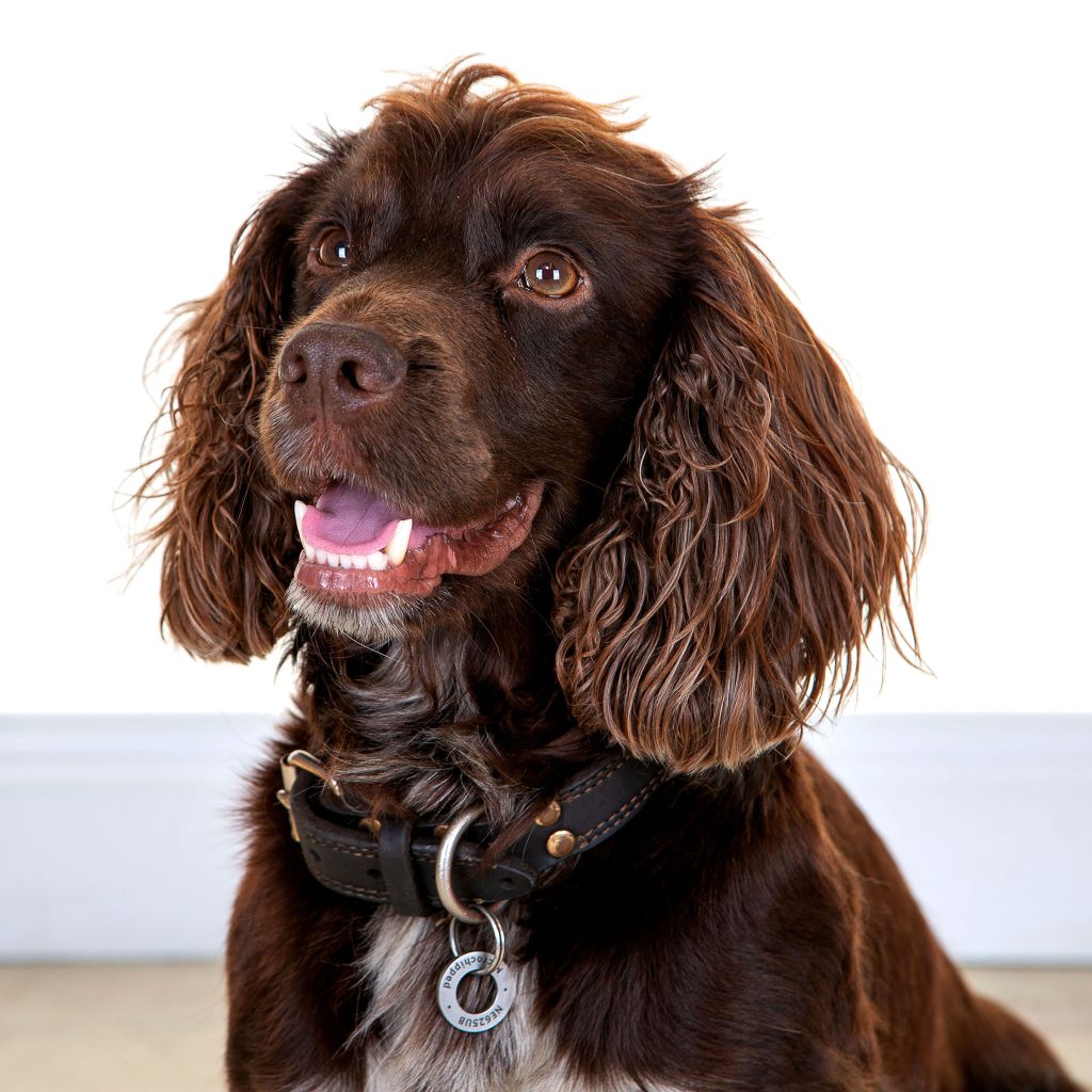 Gallery 2025 49 dougie kinghorn