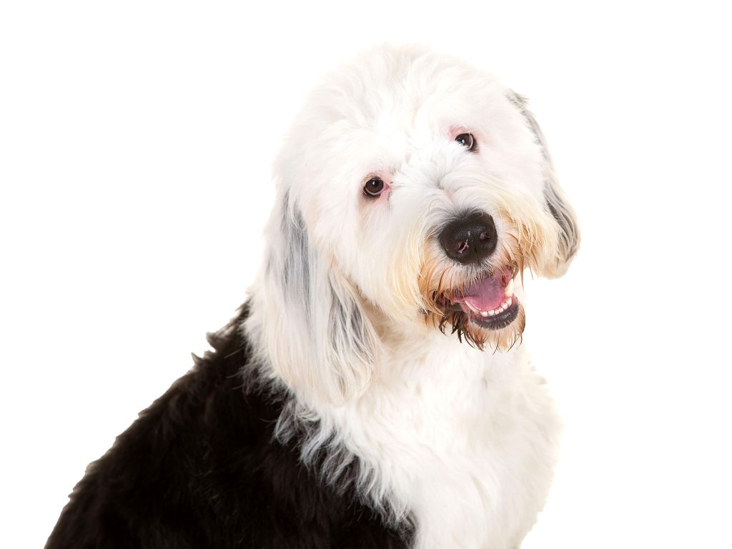 Gallery 2025 132 paddy donkin