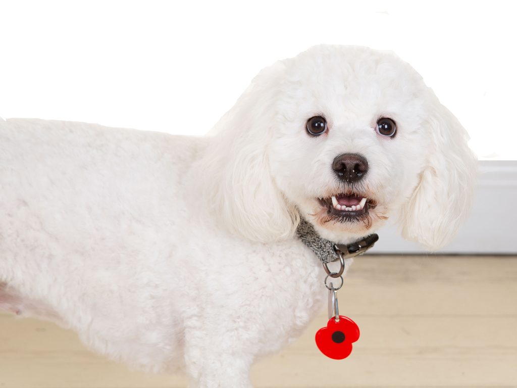 Gallery 2025 138 poppy castelow