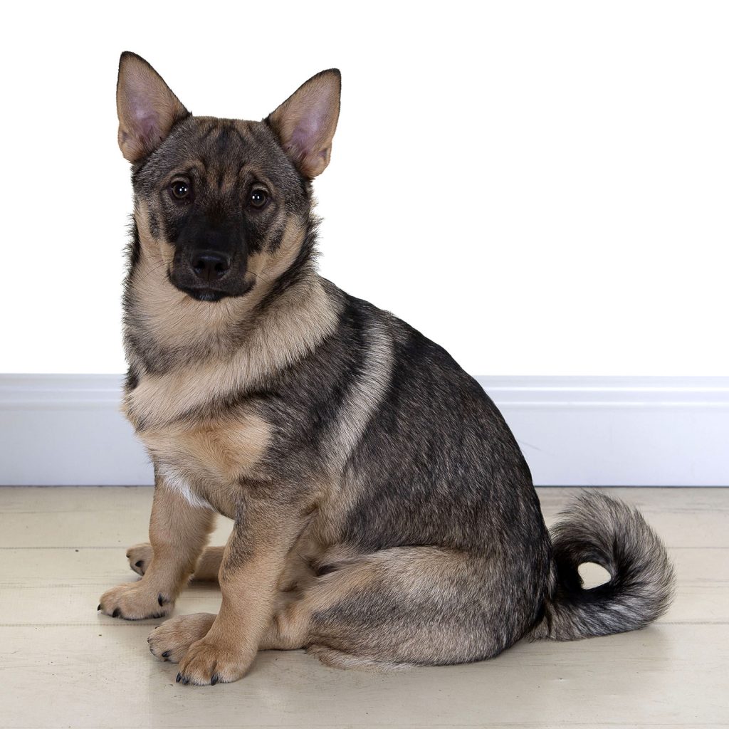 Gallery 2025 144 rollo keogh