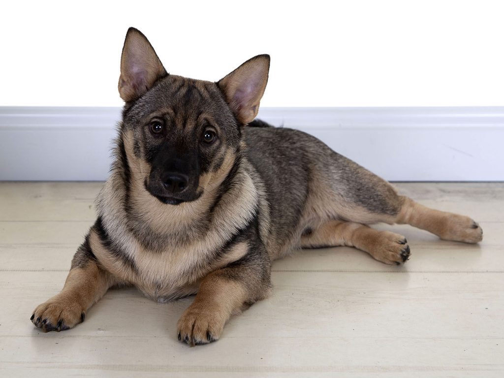 Gallery 2025 145 rollo keogh