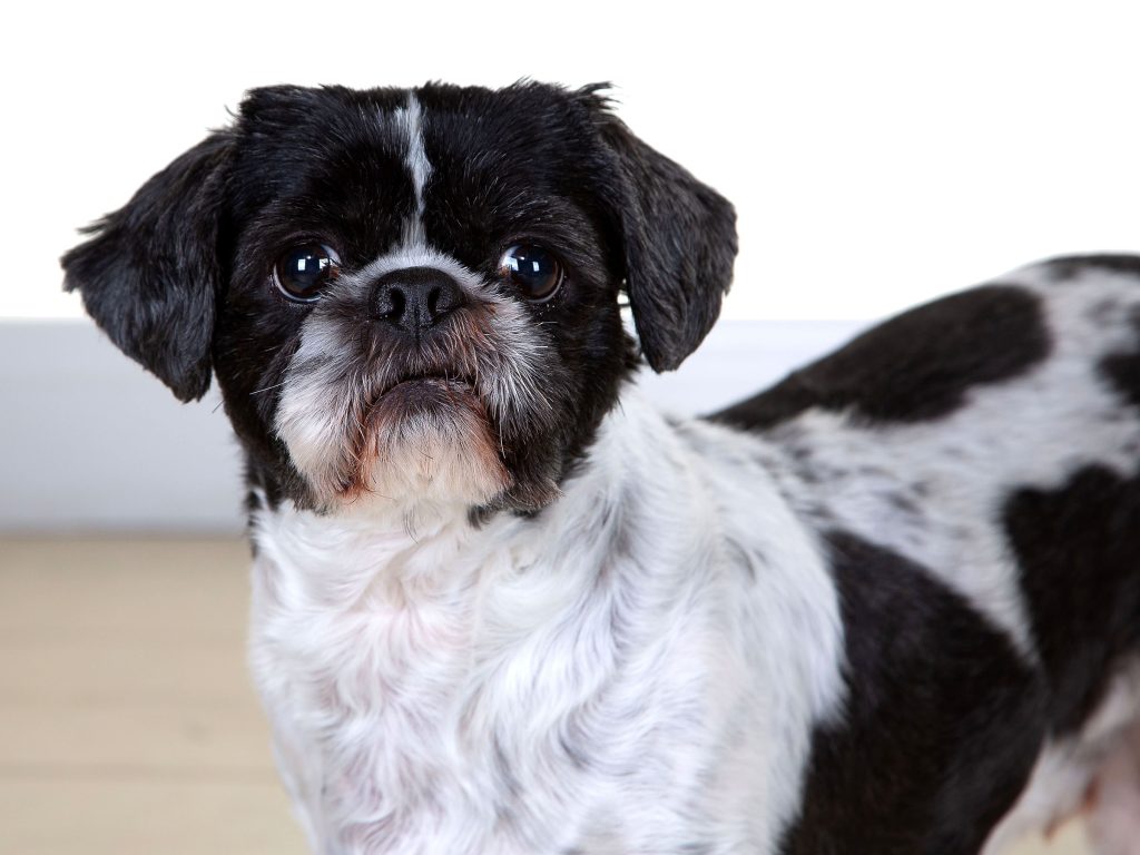 Gallery 2025 153 snuggles dennison