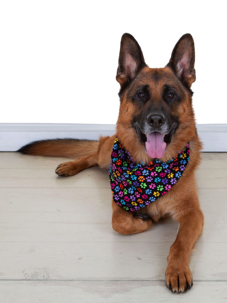 Gallery 2026 12 Loki Bell (2)